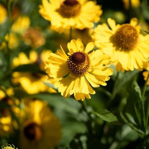 Helenium 'Wesergold' kont. C1L